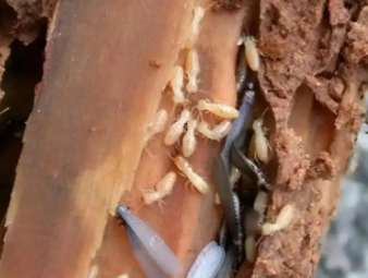 科尔沁左翼后白蚁防治公司分享夏季高温高湿，读懂白蚁分飞的底层逻辑与家庭防护方案